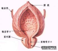 天津静海强壮男人不要早泄