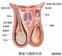 天津静海男性患上早泄怎么办