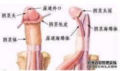 天津包皮费用是多少