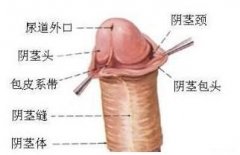 怎样检查是否有包皮过长、包茎