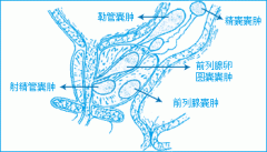 手淫会导致前列腺囊肿吗?治疗该病哪个医院好