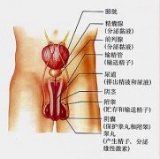 治疗前列腺增生什么技术好?怎么治?