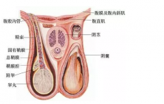 附睾炎和睾丸扭曲的差别