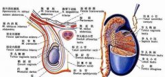 <b>附睾炎能够彻底治愈吗</b>